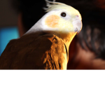 The lcverz