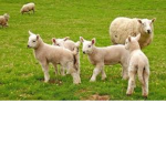 Tess (Sheeps)