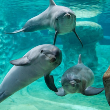 Alexis' Apartment City Gabom