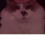 Crazy cat people forever!
