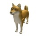 Doge Community!