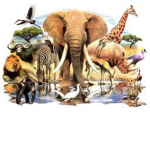 Royal Blooded Animals