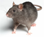 THE RAT CULT OF OZ