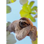 Animal Sloth Group
