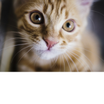 Kitten Rule