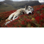 Wolfy's Wonderdful Wolf!