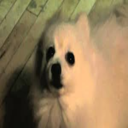 Gabe the dog Roblox decal