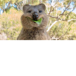Quokka Fan Group