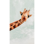 Giraffe. squad