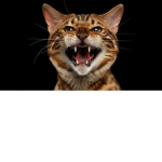 _*~Cat~*_