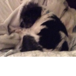 Sorry ROBLOX have a look at my dog( models