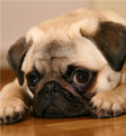 pug dog lovers