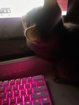 Mimi Interactive