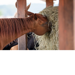 HORSE HANG OUT!