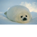 Harp Seal Gang