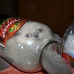 ~Chip n' Dip~