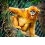 The. Monkeys