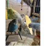 Emz3rz birdies
