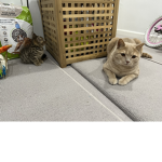 The cutie dogs and cats