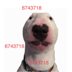 yayafopa