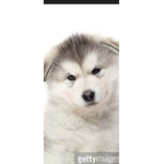 Hi my puppies