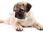 for pup and our friendship