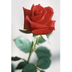 SincxreRoses