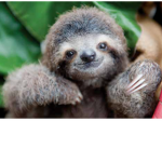 SlothSquadForever