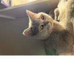 Cats fr life