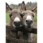Donkey rules