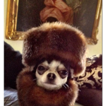 comrade puppies