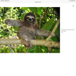 #LOVE SLOTHS SQUAD!!!!!