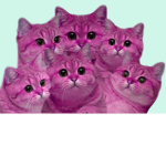Xenxoo