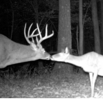 doe deer