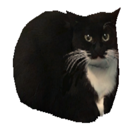 Tim cat funny Roblox decal