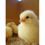 Chicken army life