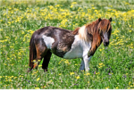 Dreams Of Horses <3