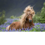 The reins