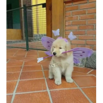 blue fairies!