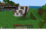 Graypandachillz