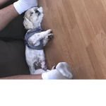 Tired puppies