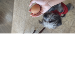 TheWooterDropGang