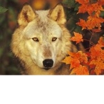 Autumn Pack