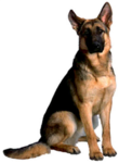K9 Attack Unit