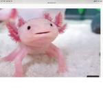 We are the axolotl’s
