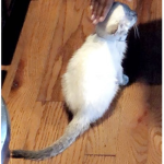 Kittens are the cutest .