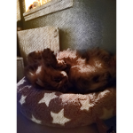 Whoknows Cat