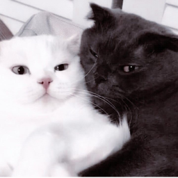 🐱
