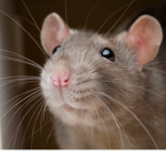 the cool rat's