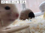 데빌팀..